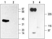 Nav beta 2 antibody
