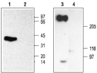 Nav beta 2 antibody