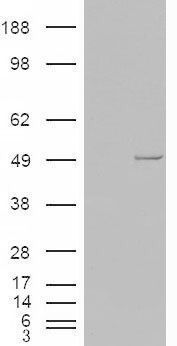 Casein Kinase 1 epsilon antibody, C-term