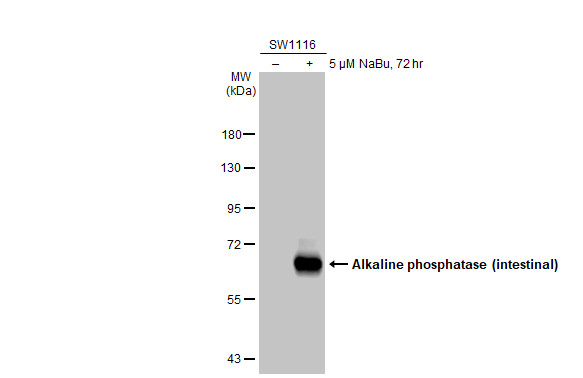 Alkaline phosphatase (intestinal) antibody