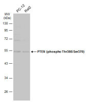 PTEN (phospho Thr366/Ser370) antibody