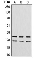 Cathepsin G antibody