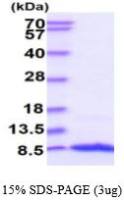Human IGF1 protein (active)