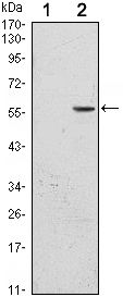 CD276 antibody [6A1]