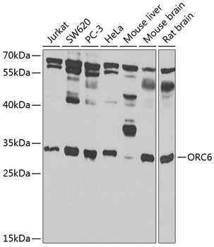 ORC6 antibody
