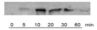 Raf1 (phospho Ser338) antibody