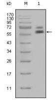 Cytokeratin 5 antibody [1E1]