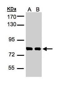 Hec1 antibody
