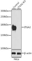 Integrin alpha 2 antibody