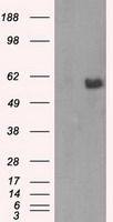 AKT2 antibody [4H7]