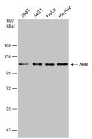 AHR antibody