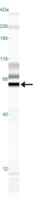 SynCAM antibody