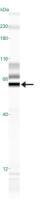 SynCAM antibody
