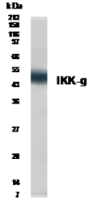 IKK gamma antibody