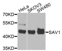 Salvador homolog 1 antibody