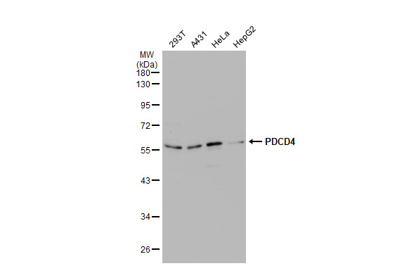 PDCD4 antibody