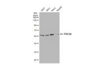 PDCD4 antibody
