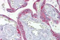 mtTFA antibody, Internal