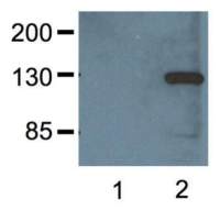 V5 tag antibody [E10 / V4RR]
