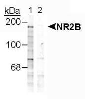 NMDAR2B (phospho Tyr1252) antibody