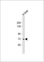 Vitronectin antibody, N-term