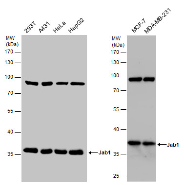Jab1 antibody [2A10.8]