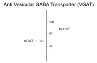 VGAT antibody