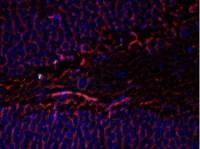 beta Tubulin 3/ Tuj1 antibody [AA10]