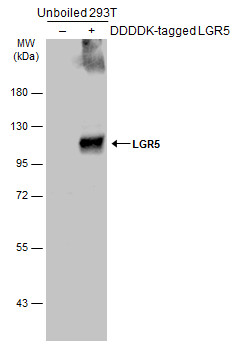 LGR5 antibody