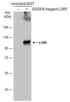 LGR5 antibody