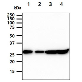 14-3-3 gamma antibody [AT4B9]