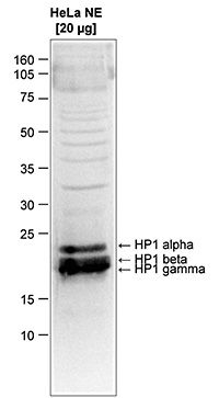 pan-HP1 antibody - ChIP grade