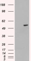 PAX8 antibody, Internal