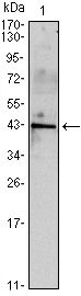Inhibin alpha antibody [4E2]