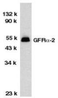 GDNF Receptor alpha 2 antibody