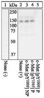 c-Met (phospho Tyr1003) antibody