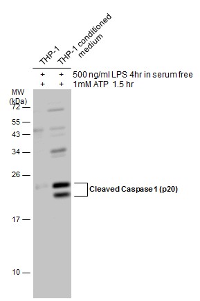 Caspase 1 (cleaved Asp297) antibody