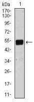 Lplunc1 antibody [1F11E3]