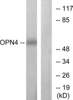 Melanopsin antibody
