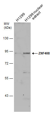 ZNF408 antibody