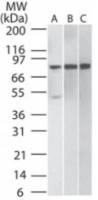 IKK beta antibody [10AG2]