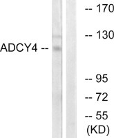 ADCY4 antibody