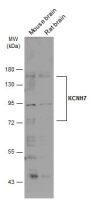 KCNH7 antibody [N1N2], N-term