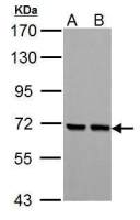 PCK2 antibody [C1C2], Internal