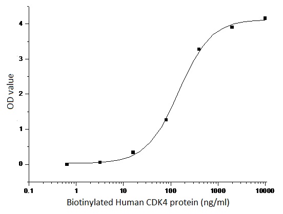 Mouse Cyclin E1 protein, GST and His tag