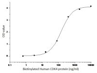 Mouse Cyclin E1 protein, GST and His tag