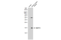 BATF3 antibody