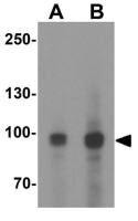 MALT1 antibody
