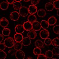 Phospholipid scramblase 1 antibody [13A6(TEC-23)]