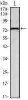 KLHL22 antibody [7B10]